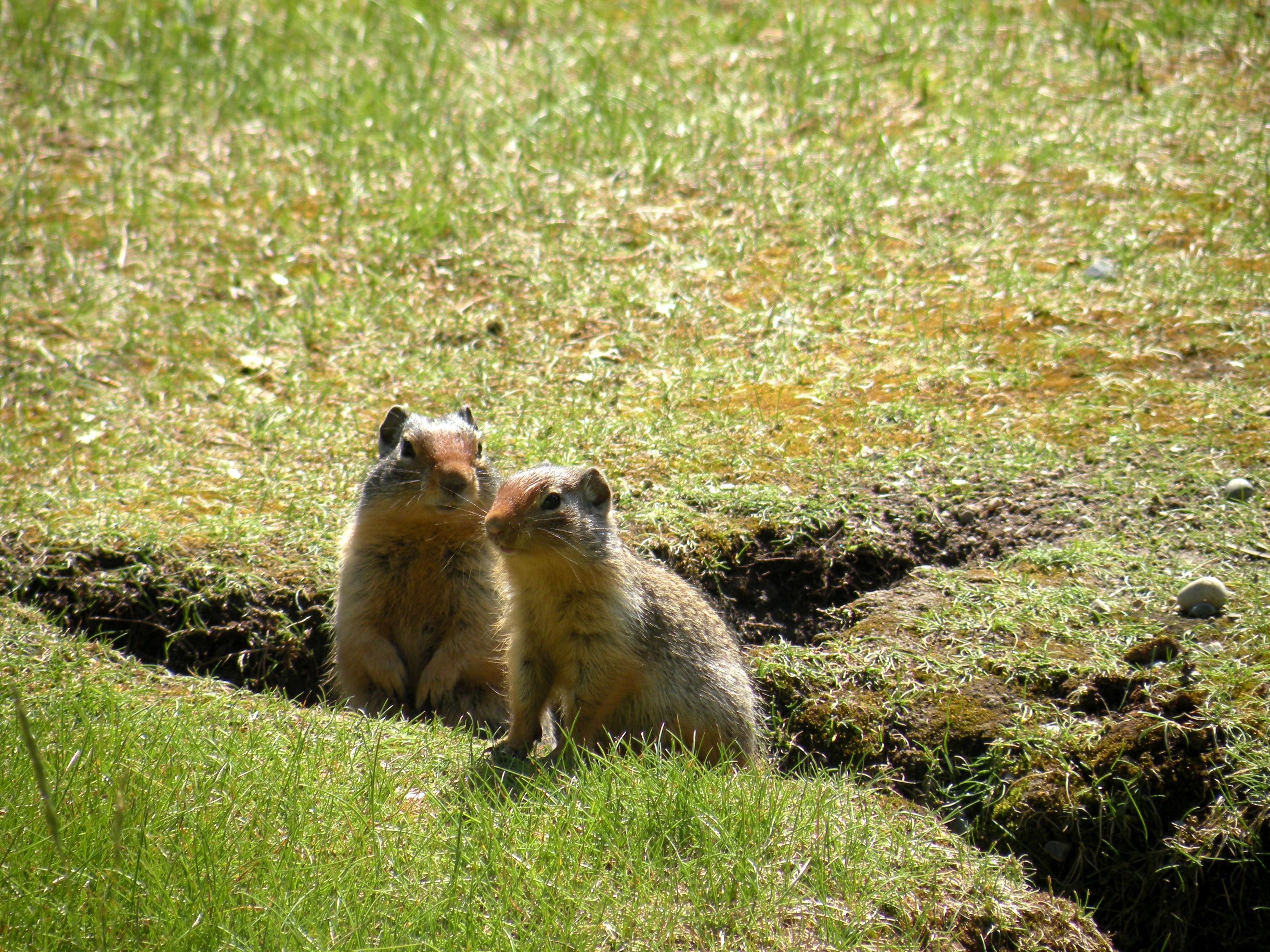 Columbian Ground Squirrels, Banff National Park, Canada, 2010, taken by Martha Wiggins